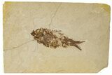 Bargain, Fossil Fish (Knightia) - Wyoming #186458-1